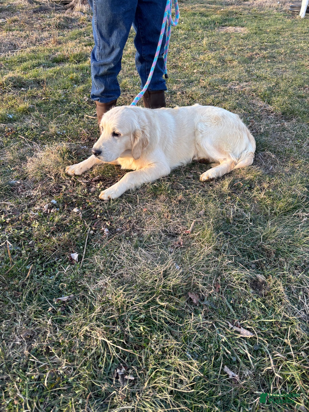 Golden Retriever dogs for sale: Dustin - Ad 3