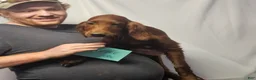 Irish Setter dogs for sale: Irish Setter Purple Paw Collar - Ad 1
