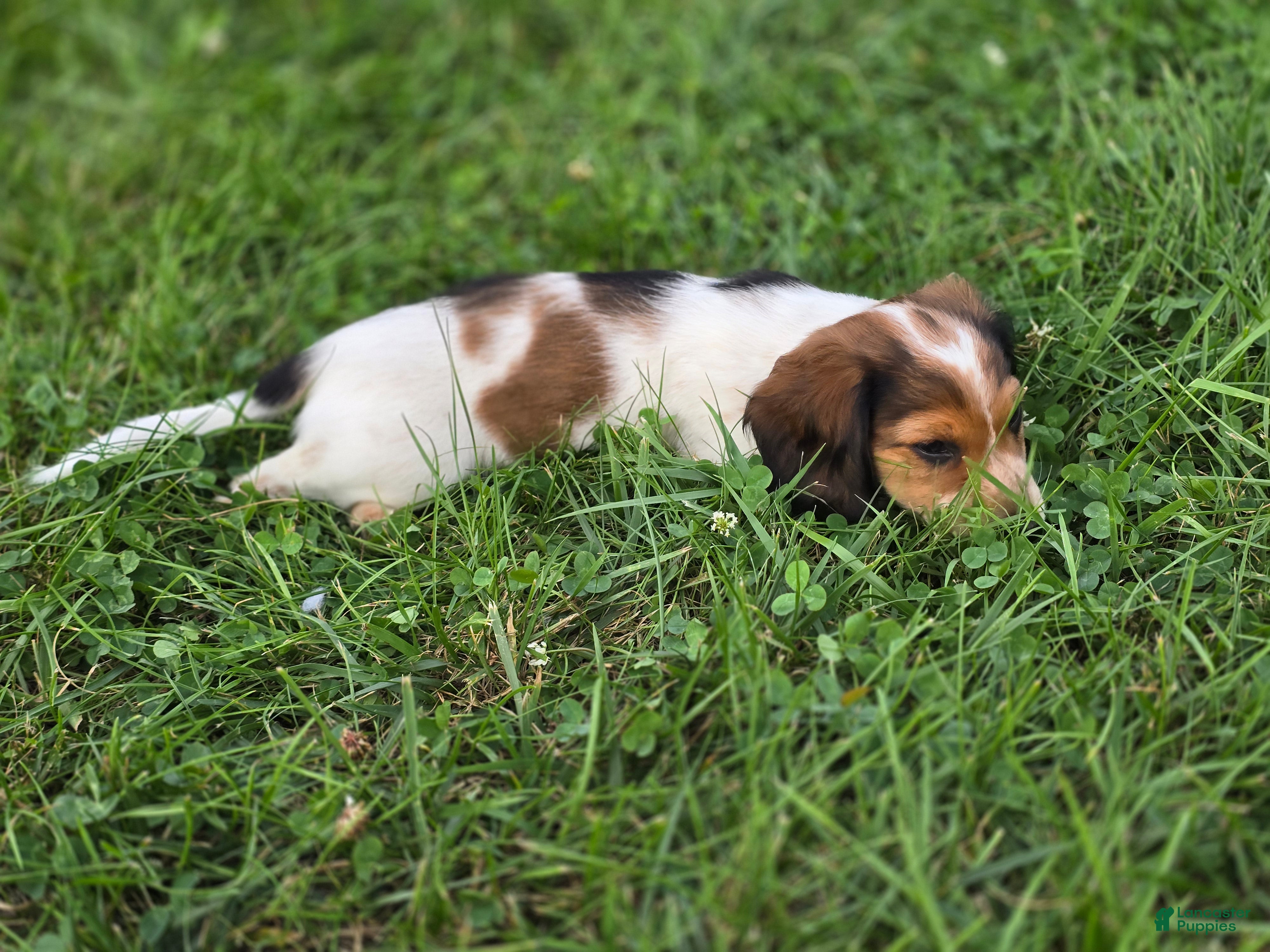 Miniature Dachshund dogs Grizz - Ad 1