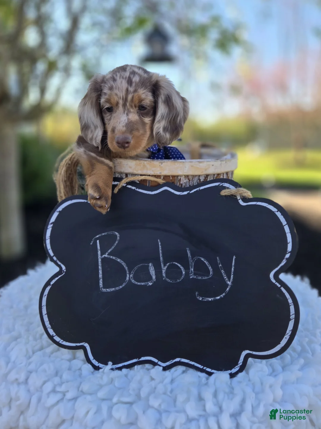 Miniature Dachshund dogs for sale: Bobby - Ad 5