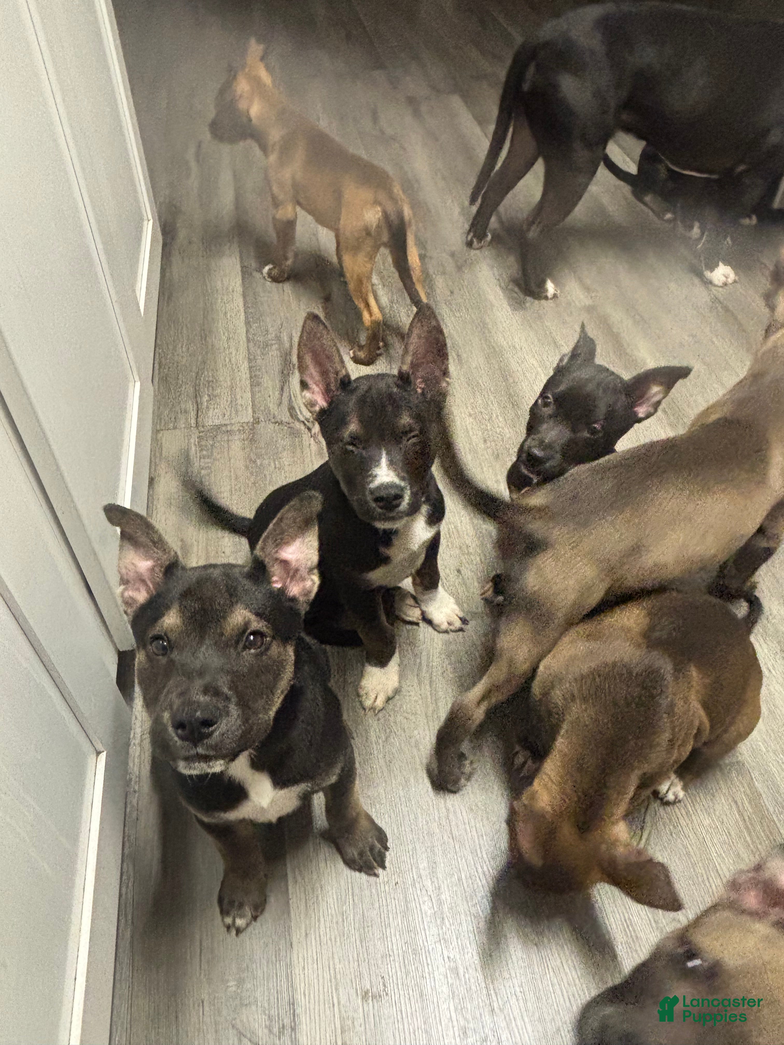 Mixed Breed dogs Mixed Breed Puppy 5 - Ad 36