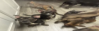 Mixed Breed Puppy 5