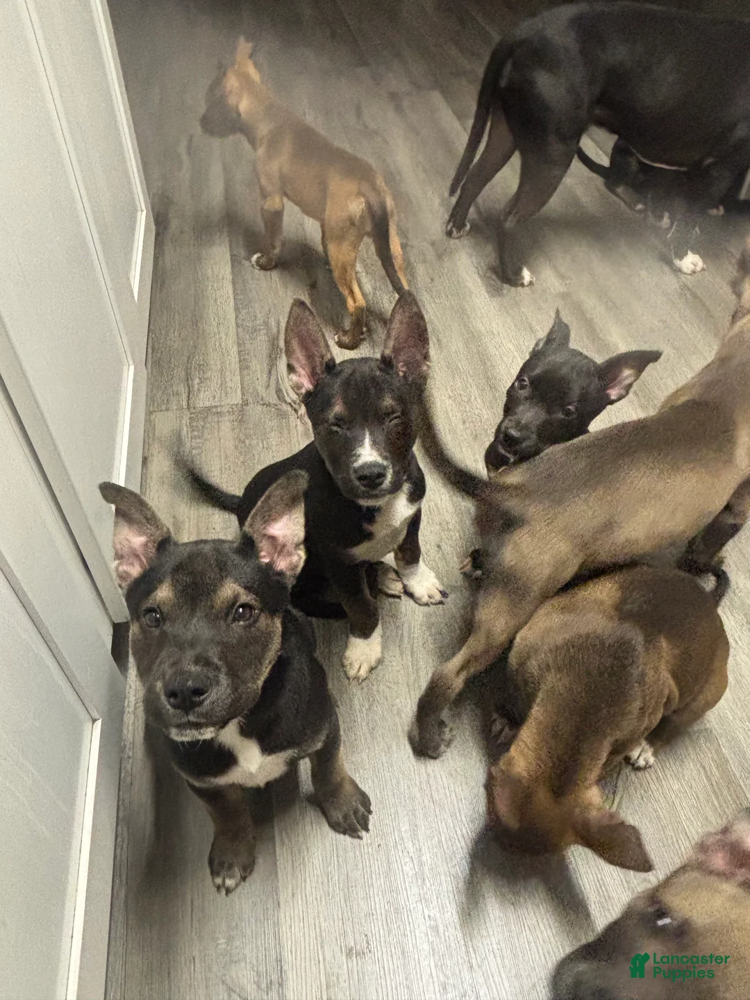 Mixed Breed dogs for sale: Mixed Breed Puppy 5 - Ad 1