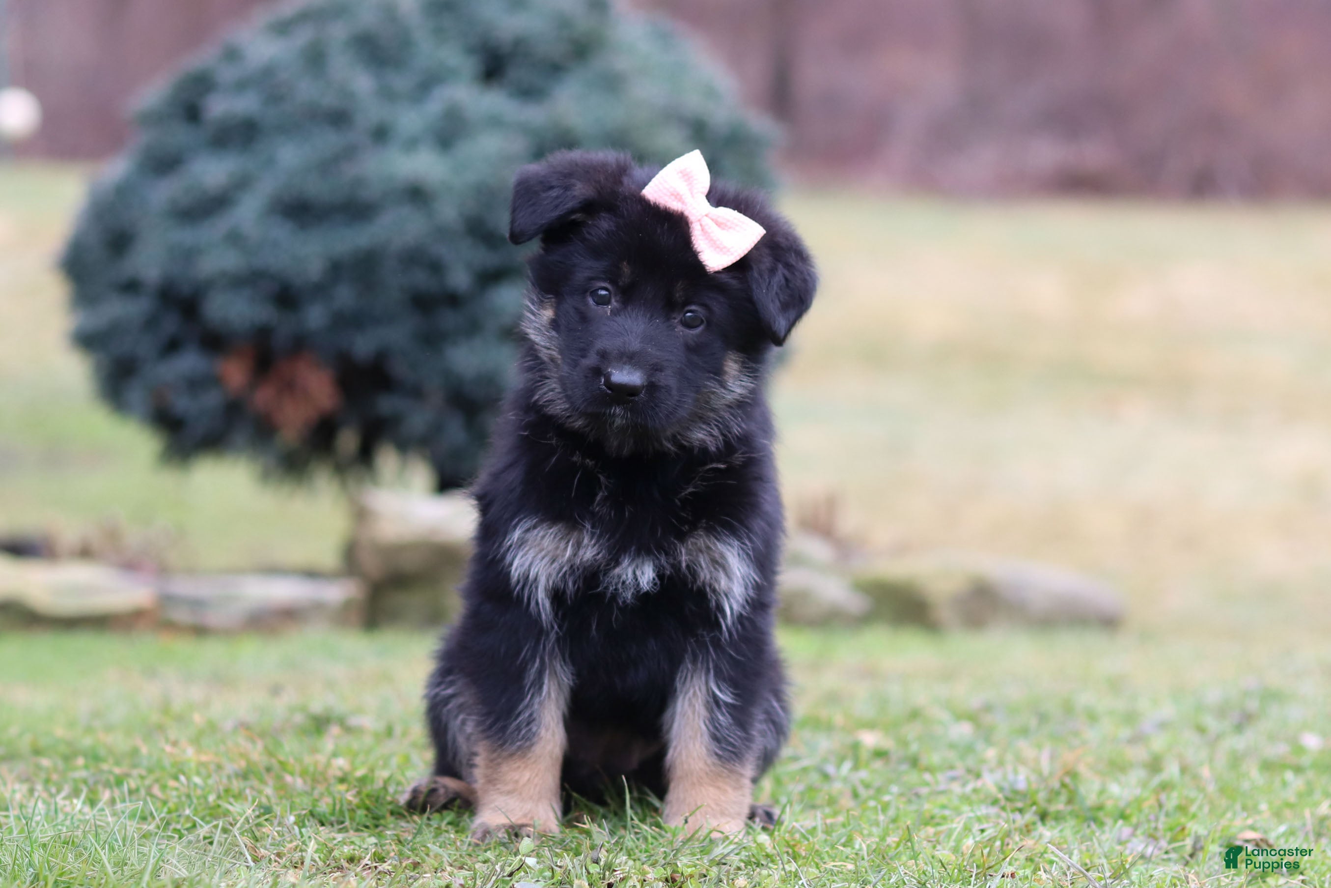 German Shepherd dogs SPECIAL Anita - Ad 1