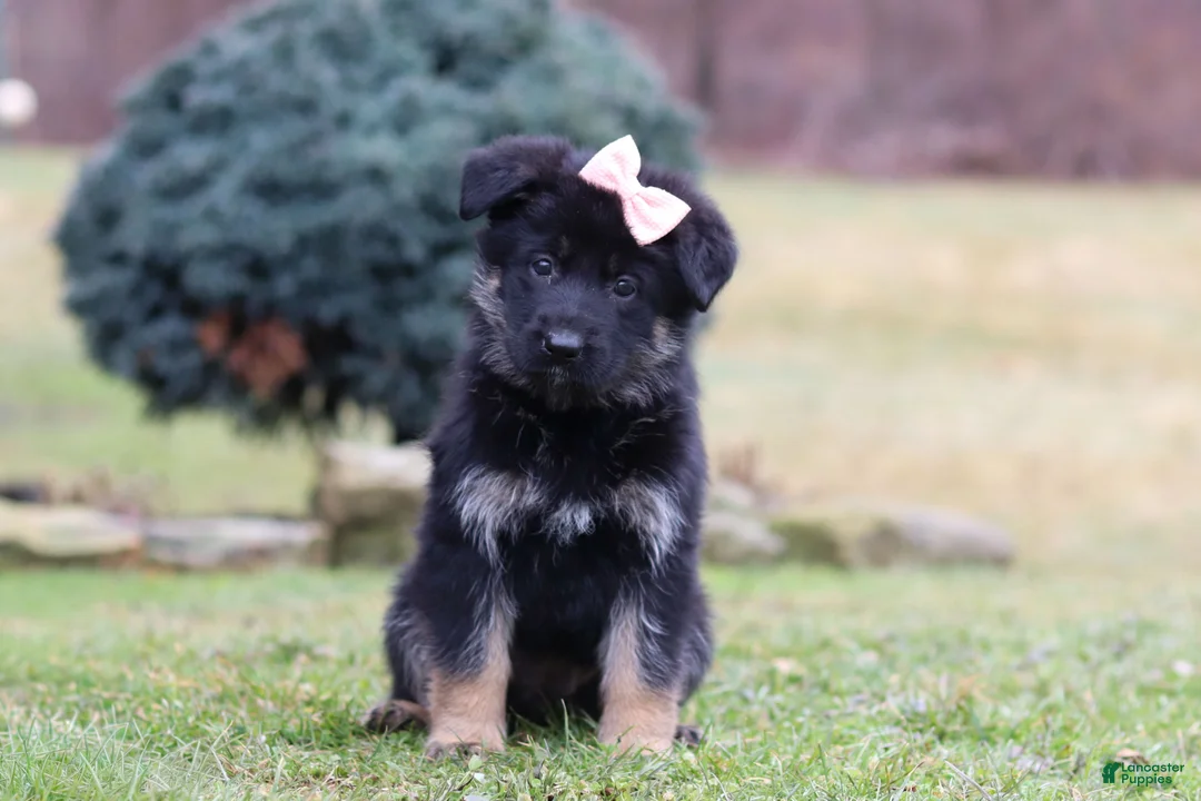German Shepherd dogs for sale: SPECIAL Anita - Ad 1