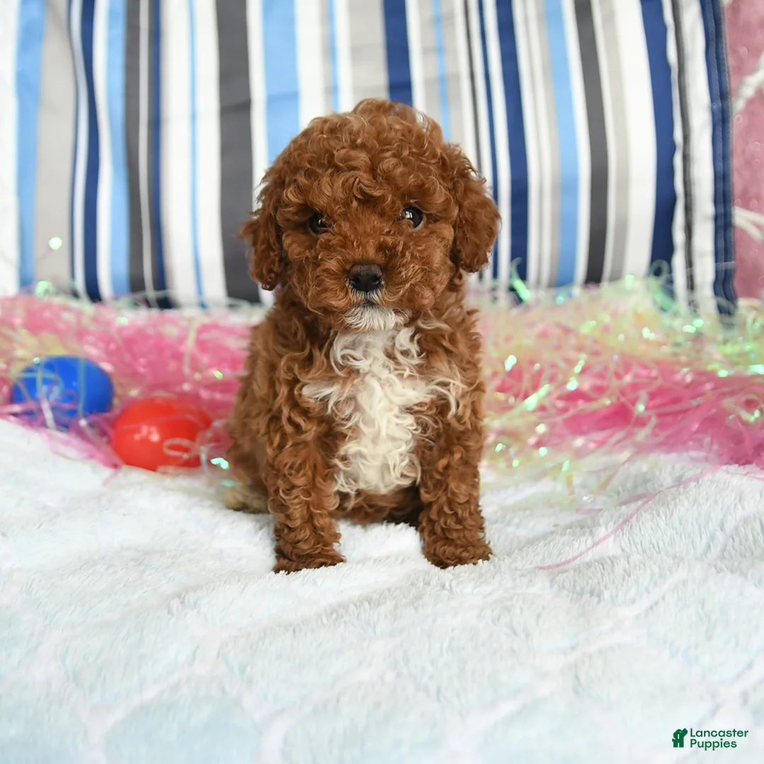 Miniature Poodle dogs for sale: Cupcake - Ad 1