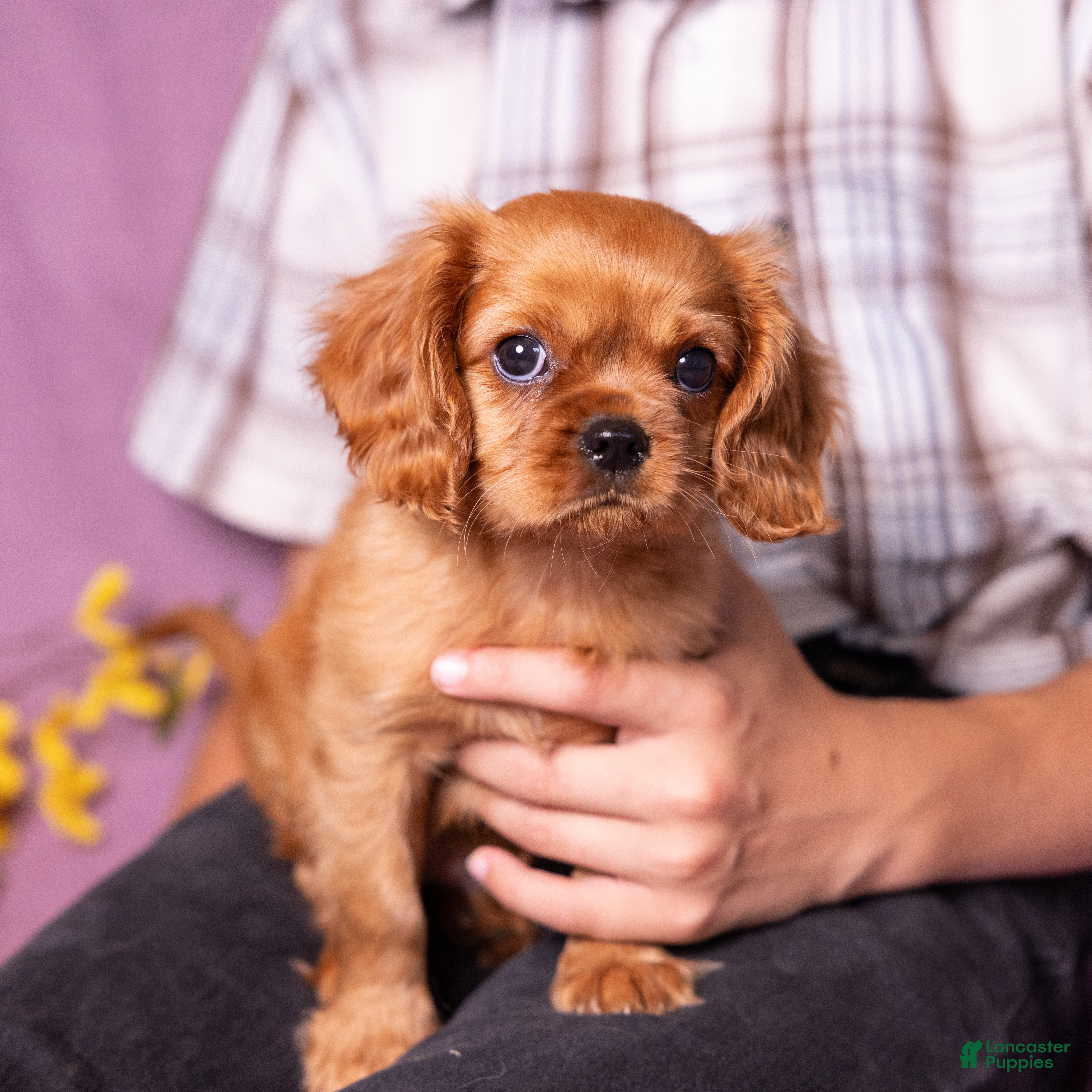 Cavalier King Charles Spaniel dogs Neil - Ad 1