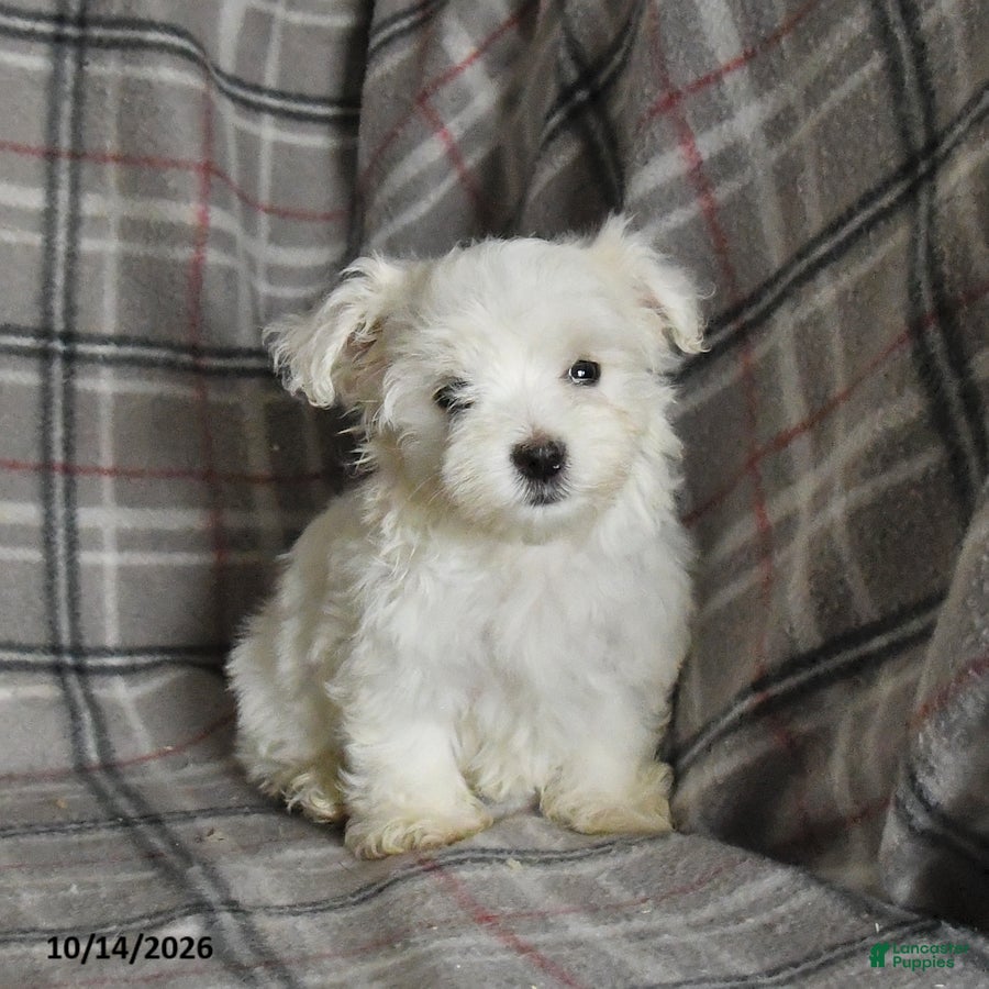 Maltese dogs Pearl - Ad 1