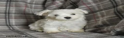 Maltese dogs for sale: Pearl - Ad 1