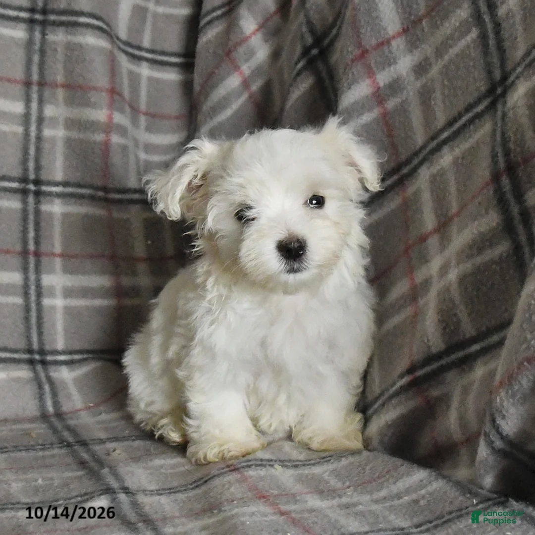 Maltese dogs for sale: Pearl - Ad 1
