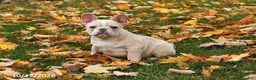 French Bulldog dogs for sale: Willow - Ad 4