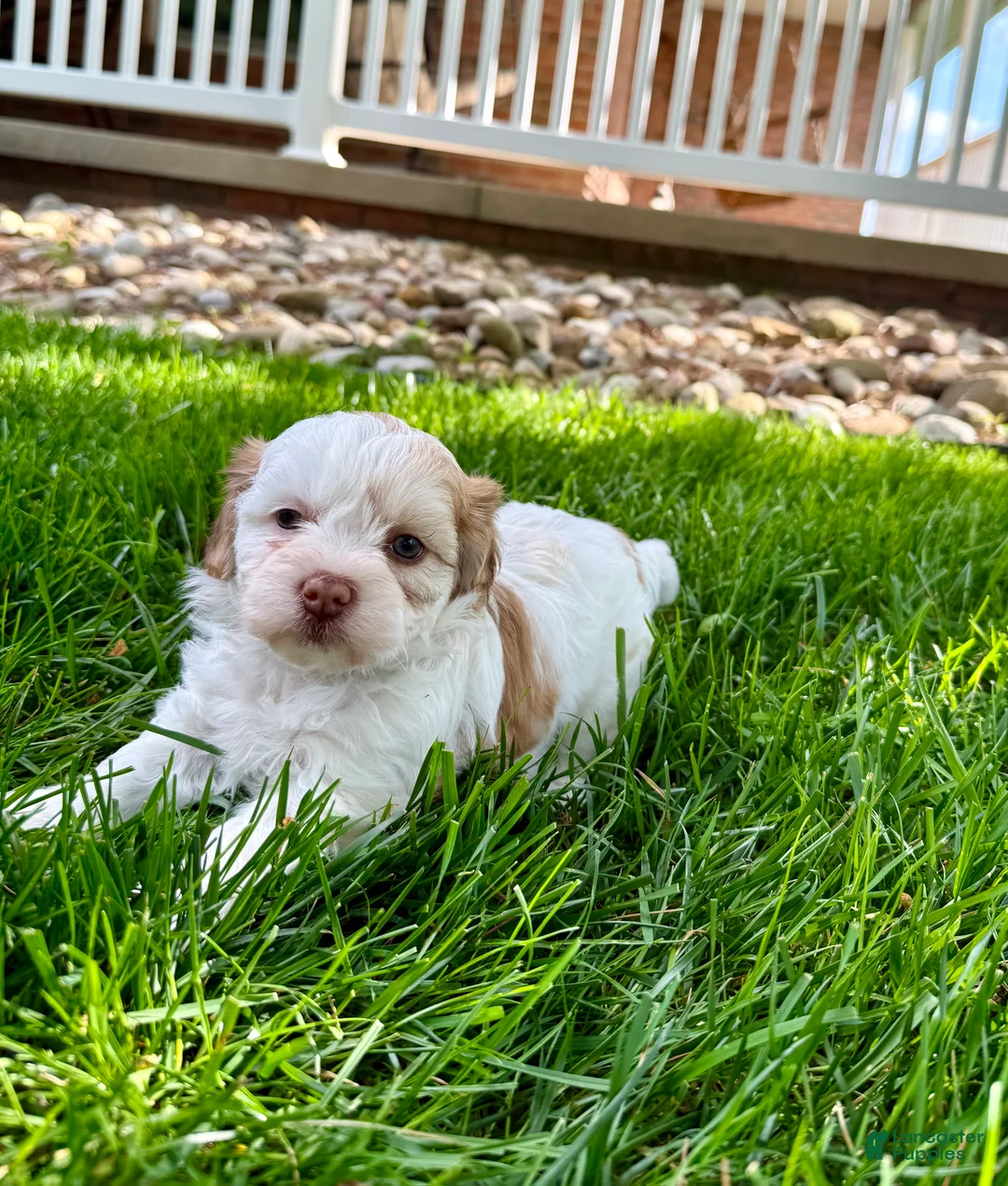 Mixed Breed dogs for sale: Tara - Ad 1