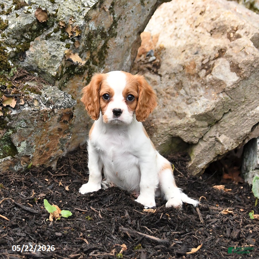 Cavalier King Charles Spaniel dogs for sale: Dozer - Ad 1