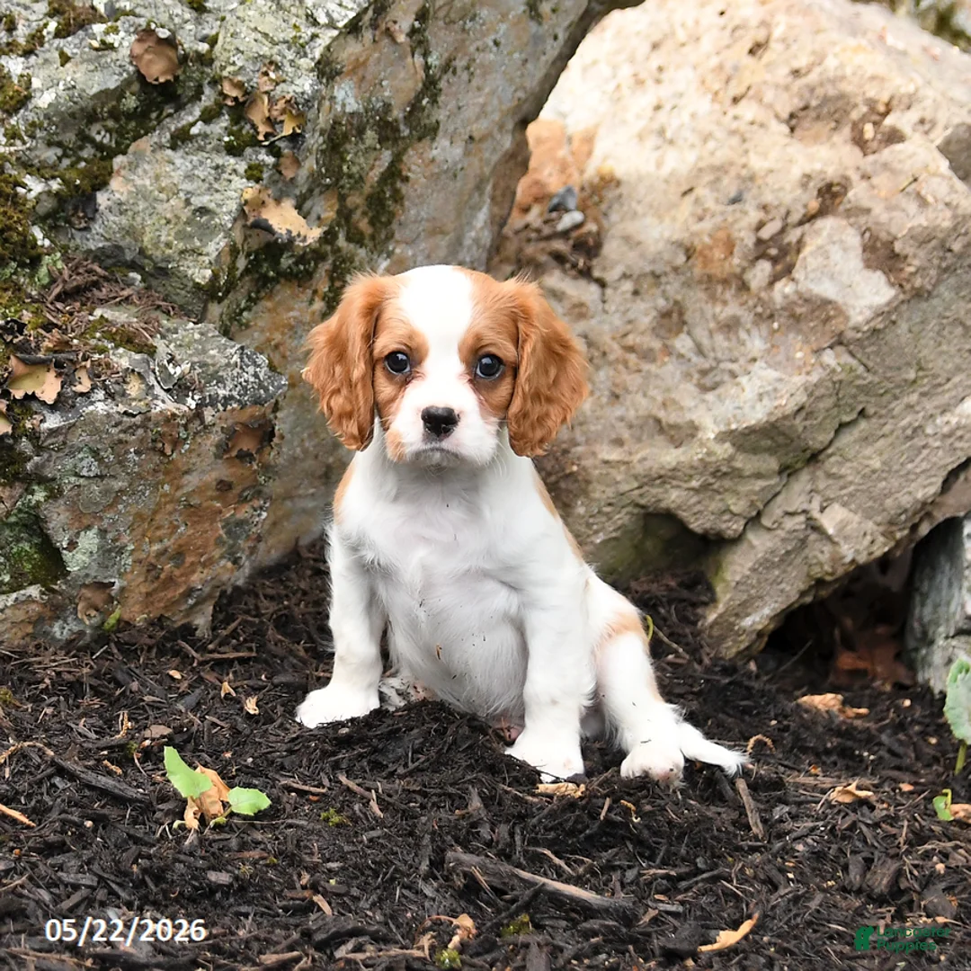 Cavalier King Charles Spaniel dogs for sale: Dozer - Ad 1