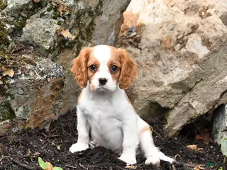 Cavalier King Charles Spaniel dogs for sale: Dozer - Ad 1