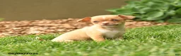 Chihuahua dogs for sale: Juliet - Ad 1