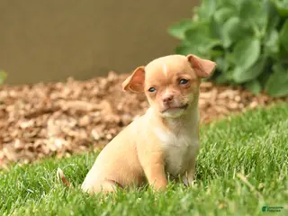 Chihuahua dogs for sale: Juliet - Ad 1