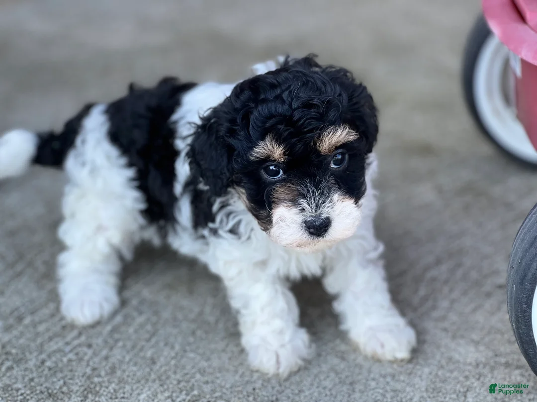 Havapoo dogs for sale: Felicia - Ad 2