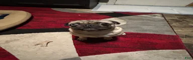 Pug 3
