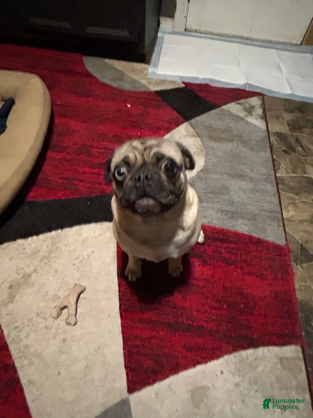 Pug dogs for sale: Pug 3 - Ad 1
