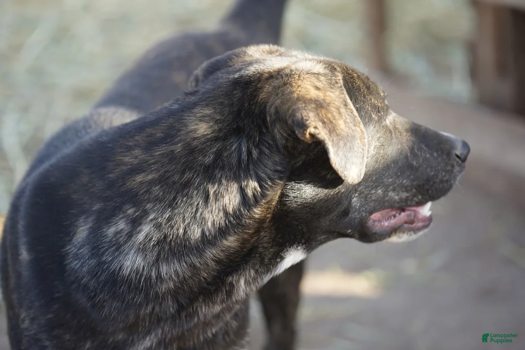 Mixed Breed dogs for sale: Bear Tiscar Farm Dog - Ad 22