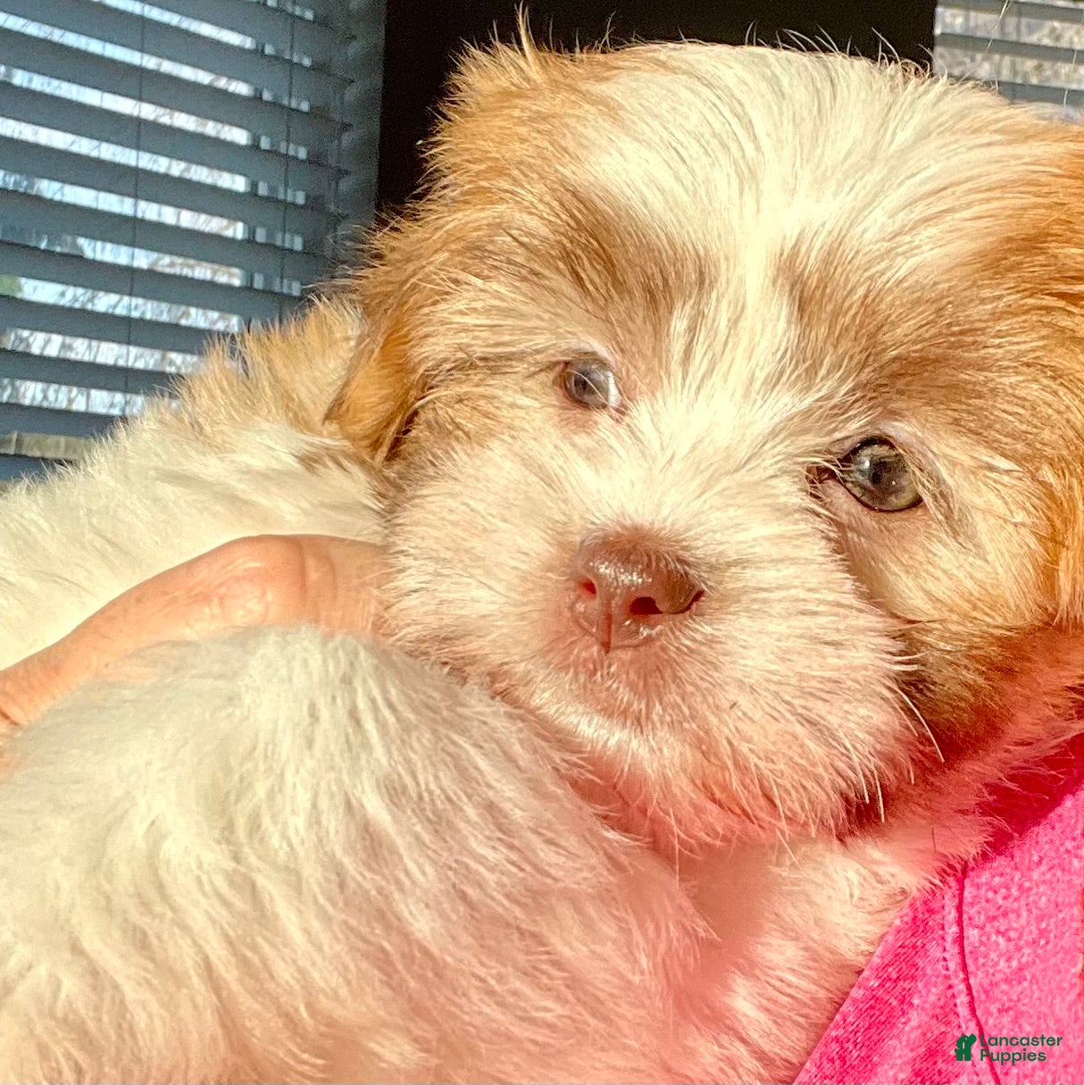 Malshi dogs Tulip - Ad 2