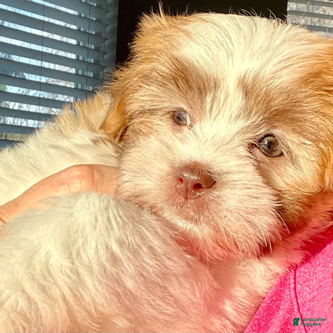 Malshi dogs for sale: Tulip - Ad 2