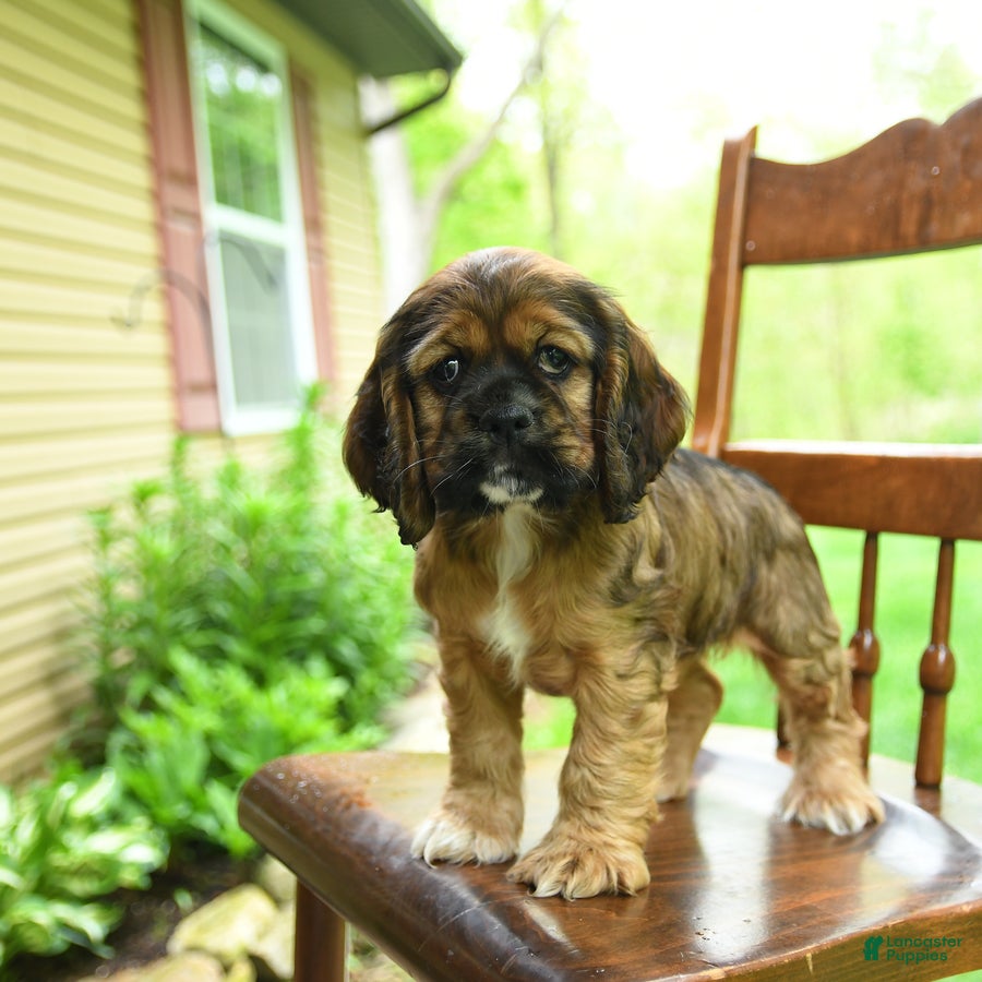 Cocker Spaniel dogs Bubbles - Ad 2