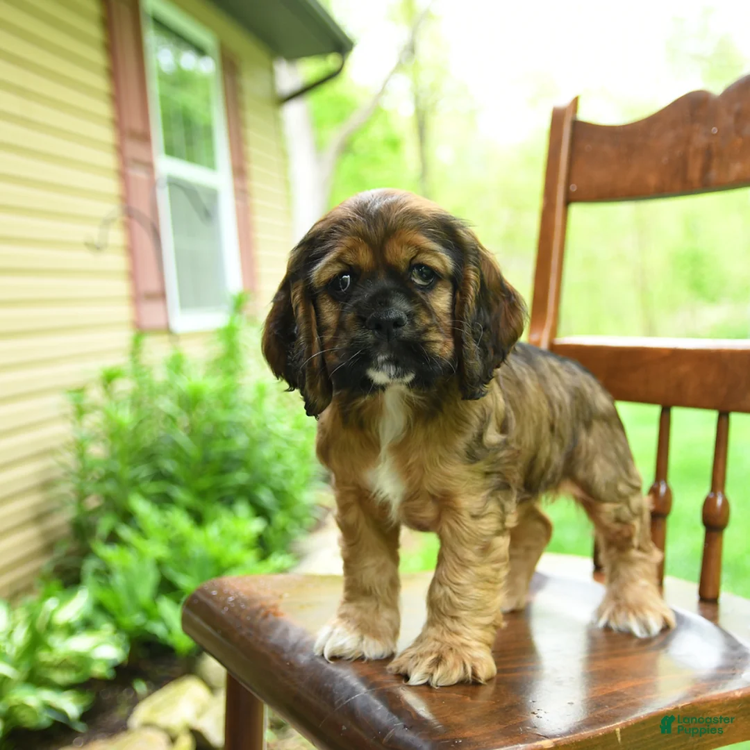 Cocker Spaniel dogs for sale: Bubbles - Ad 2