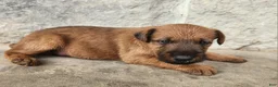 Irish Terrier dogs for sale: Ripley - Ad 5
