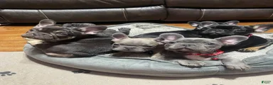 French Bulldog Puppy 5