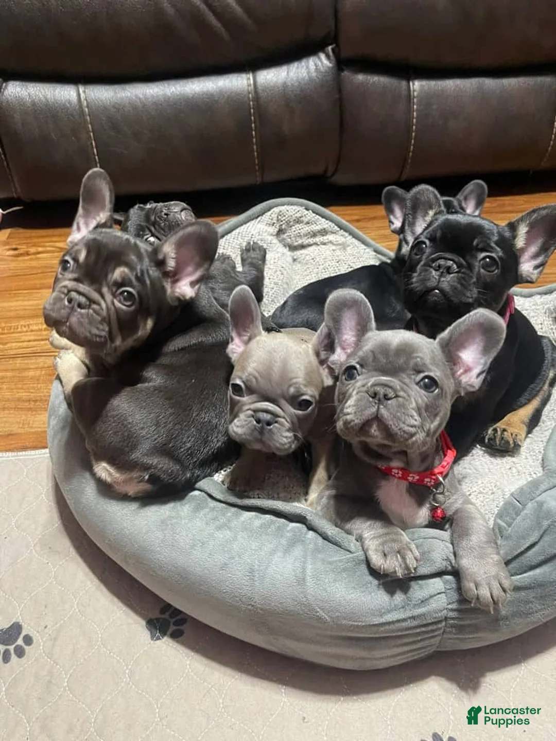 French Bulldog dogs for sale: French Bulldog Puppy 5 - Ad 1