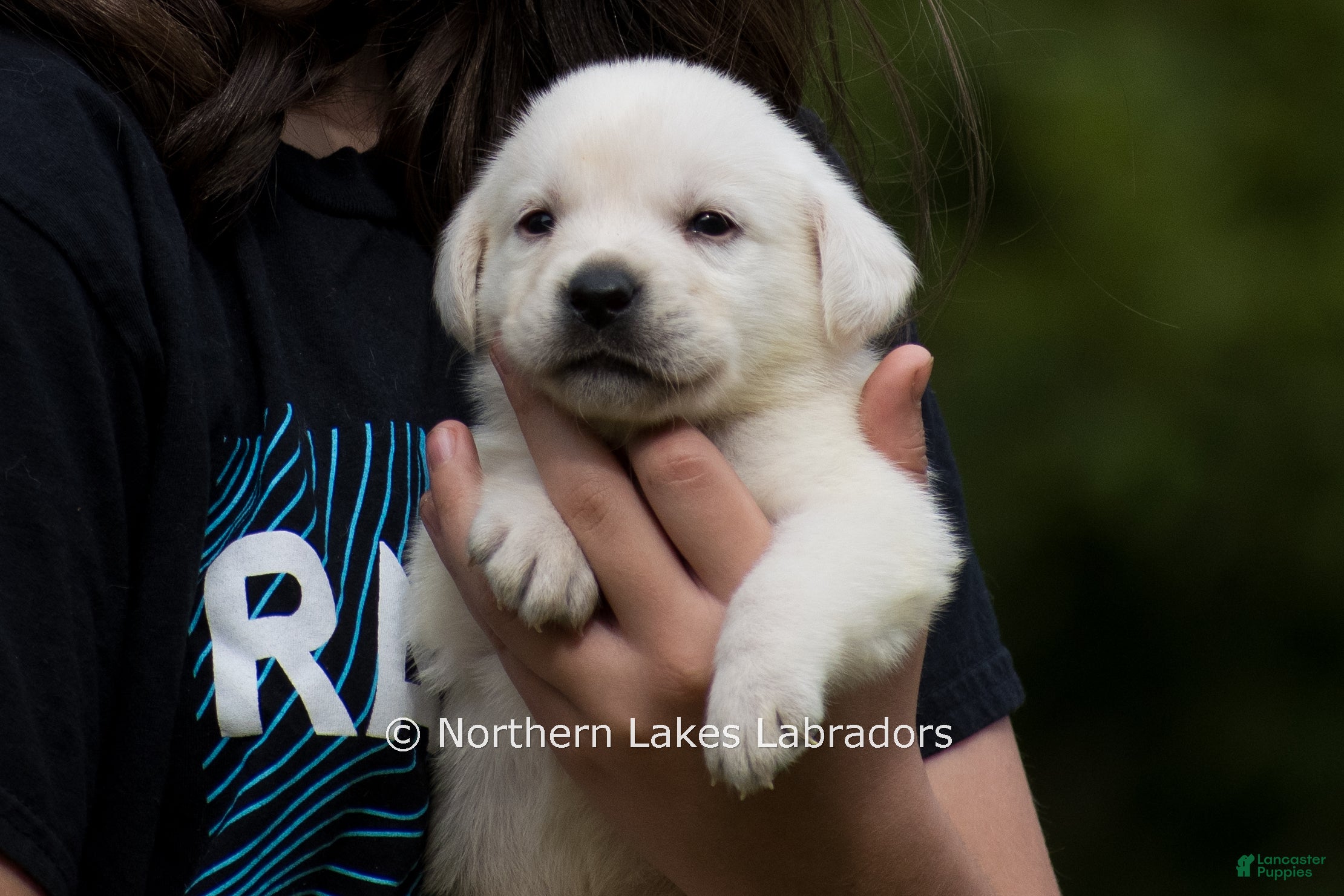 Labrador Retriever dogs Milo - Ad 19