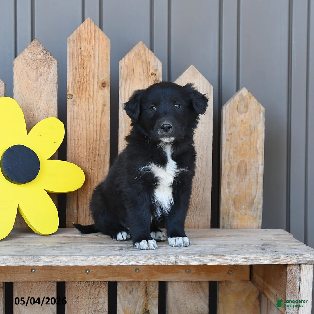 Mixed Breed dogs for sale: Gordon - Ad 3