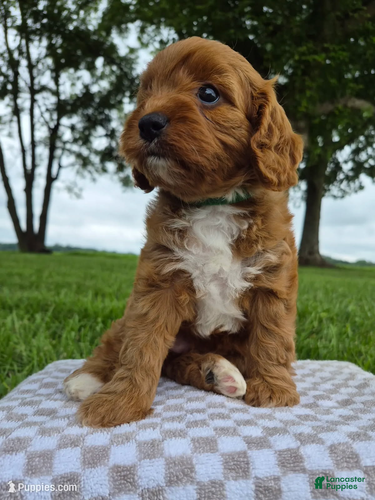 Cavapoo dogs Bonnie - Ad 1