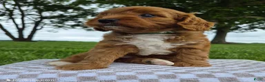 Bonnie