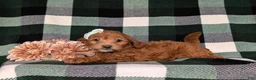 Miniature Poodle dogs for sale: Shyann - Ad 4