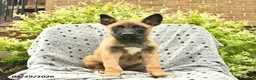 Belgian Malinois dogs for sale: Tulip  - Ad 1