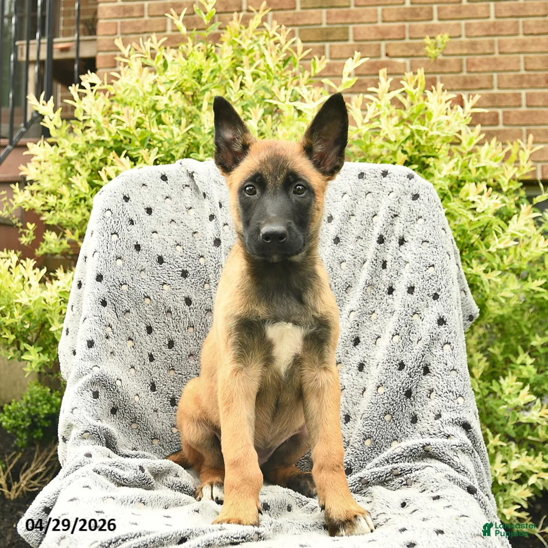 Belgian Malinois dogs for sale: Tulip  - Ad 1