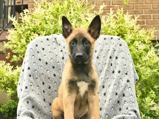 Belgian Malinois dogs for sale: Tulip - Ad 2