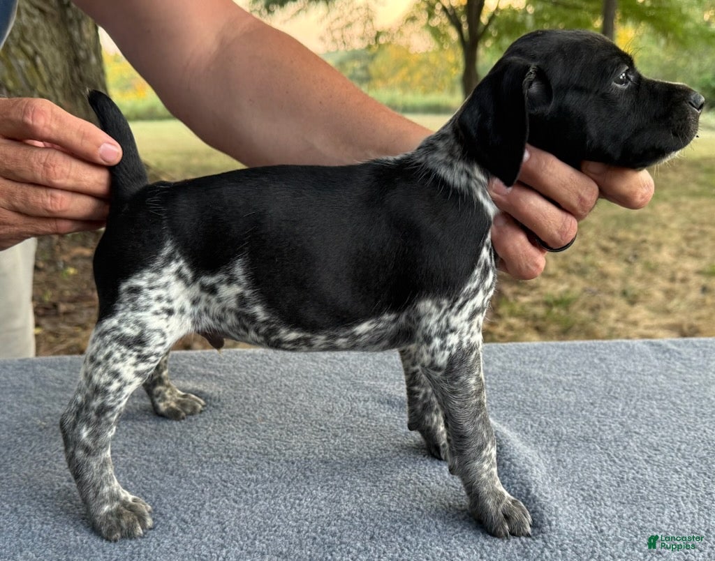 German Shorthaired Pointer dogs Boy 2 - Ad 2