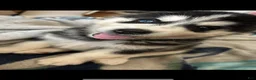 Mixed Breed dogs for sale: Brodly - Ad 3