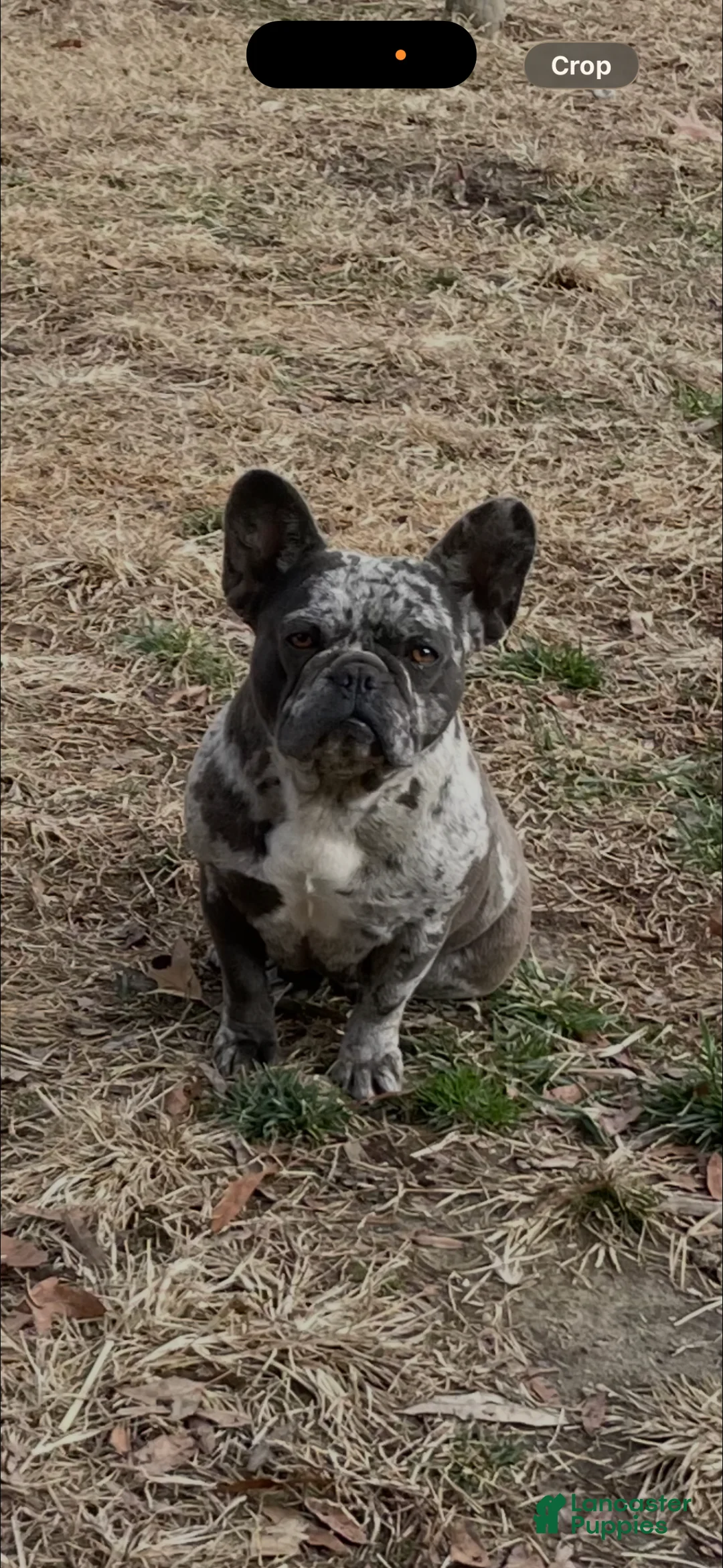 French Bulldog dogs for sale: French Bulldog 1 - Ad 8