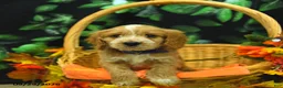 Cockapoo dogs for sale: Sawyer  - Ad 5