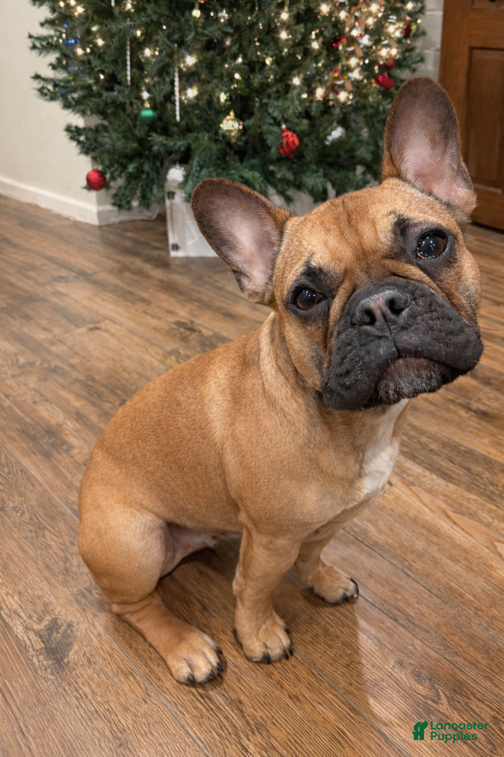 French Bulldog dogs French Bulldog Puppy 1 - Ad 41