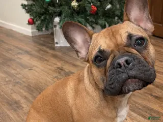 French Bulldog dogs French Bulldog Puppy 1 - Ad 41