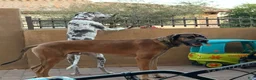 Great Dane dogs for sale: Hank - Ad 8