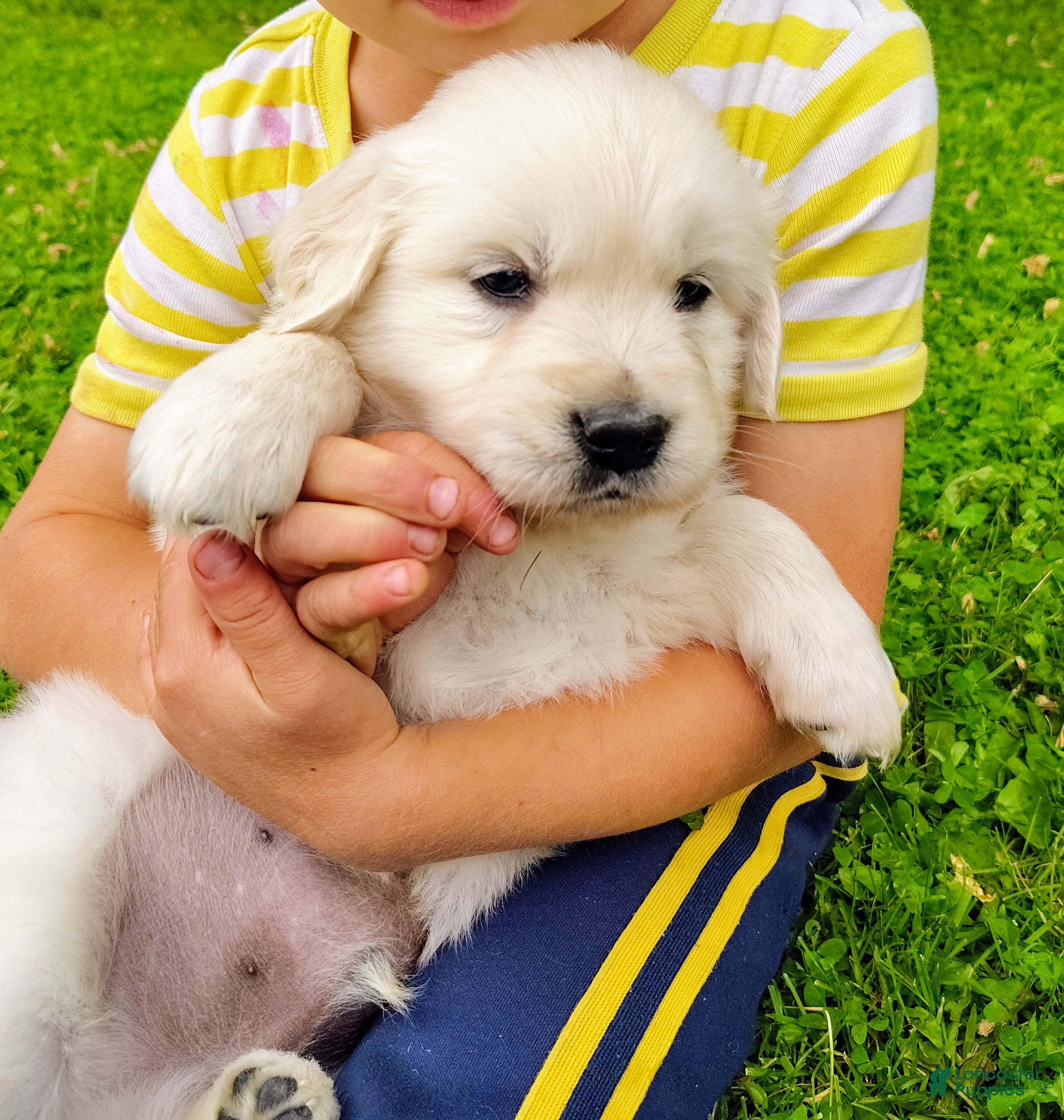 Golden Retriever dogs Max - Ad 2
