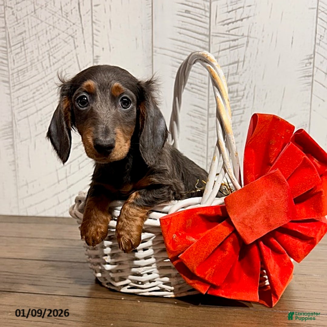 Miniature Dachshund dogs for sale: Clyde - Ad 1