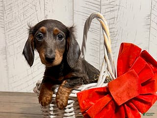 Miniature Dachshund dogs Clyde - Ad 29